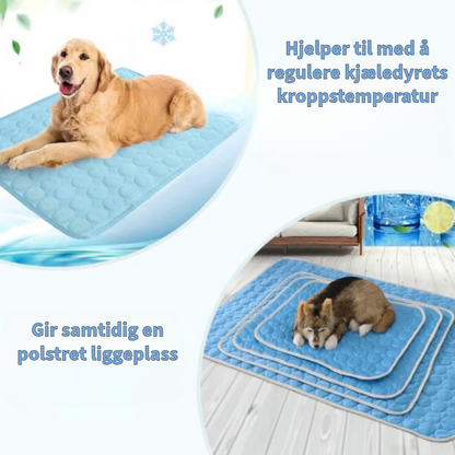 Innovativ Kjøledeke for Kjæledyr